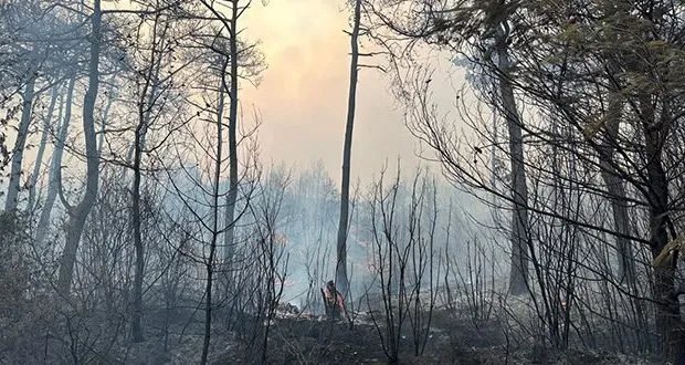 صندوق مساعدات سوريا يستجيب للحرائق بتمويل طارئ بقيمة 500 ألف دولار