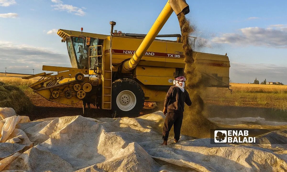 خسائر فادحة لمزارعي الكمون في تل أبيض ورأس العين بسبب الجفاف والأمراض