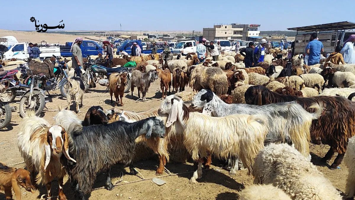 رأس العين: مربو المواشي يئنون تحت وطأة ارتفاع تكاليف الأعلاف والحصار وتراجع الأسعار