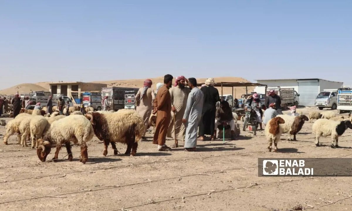 الحمى القلاعية تفتك بالثروة الحيوانية في دير الزور: خسائر فادحة ومعاناة متزايدة للمربين