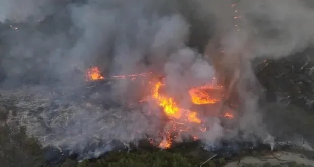 بعد الحرائق: خطة شاملة لإعادة الحياة إلى الأراضي والغابات المتضررة