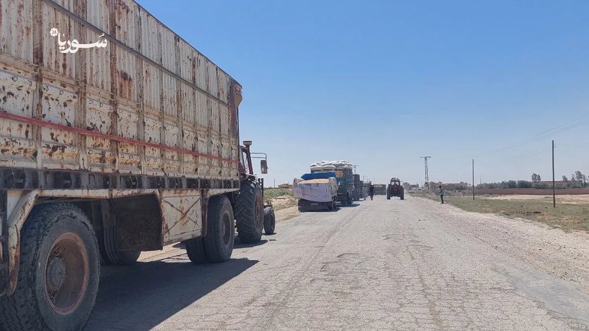 الرقة: أزمة تسويق القمح تخنق المزارعين.. صوامع ممتلئة وتكاليف نقل باهظة