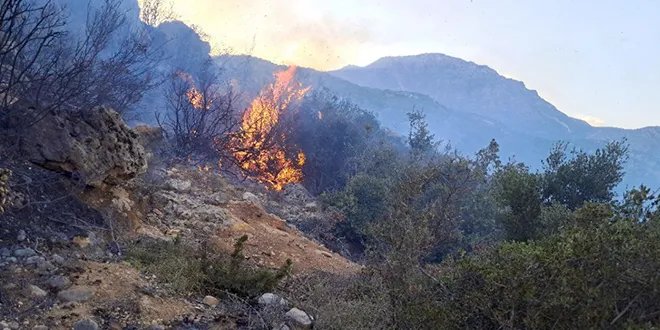 الرياح تعيق إخماد حريق في حراج شطحة بسهل الغاب وجهود مكثفة للسيطرة