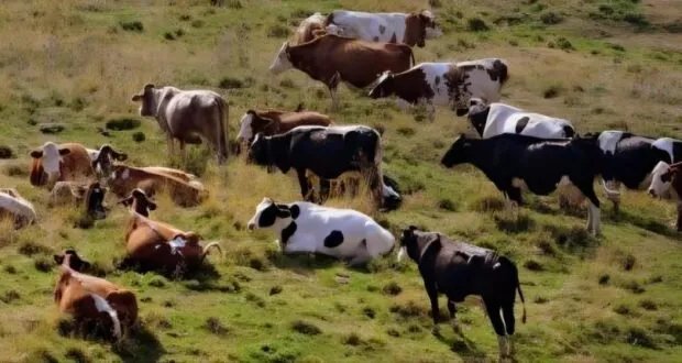 الأبقار الشامية في خطر الانقراض: خبير يحذر ويقدم نصائح للحماية