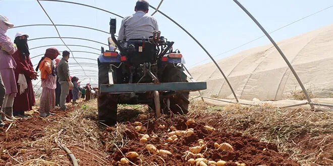 حماة تحقق إنتاجاً وفيراً من بذار البطاطا: 570 طناً من الحقول الشبكية والمكشوفة