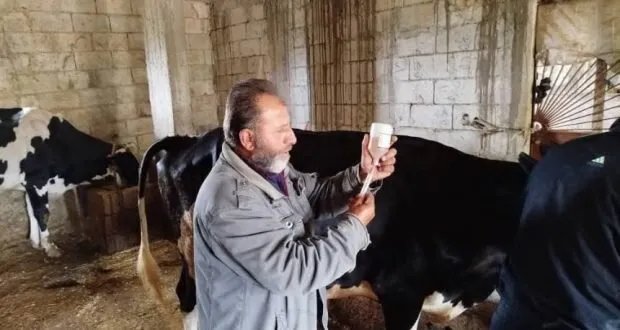 اللاذقية: حملة تحصين واسعة للأبقار بعد اكتشاف إصابات بالجمرة العرضية