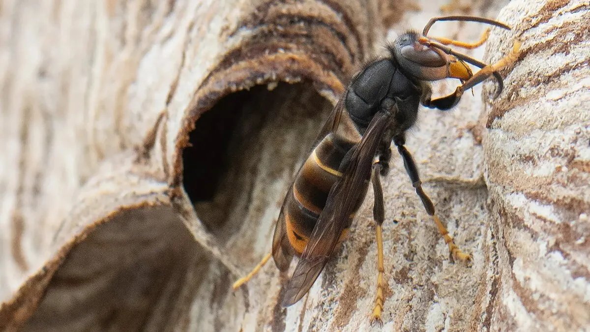 قلق في ألمانيا: انتشار مقلق للدبور الآسيوي يهدد نحل العسل