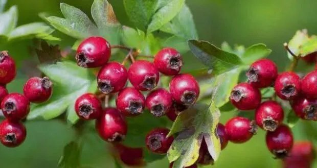 الزعرور في اللاذقية: كنز طبيعي يعزز صحة القلب ويحيي الطب الشعبي