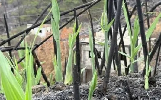 سوريا تستعيد خضرتها: جهود لإعادة التشجير بعد خسائر الحرائق