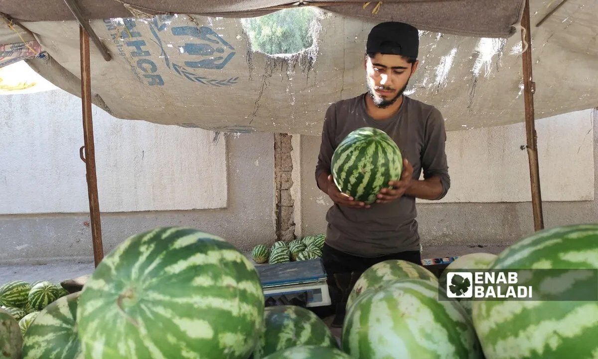 ازدهار زراعة البطيخ في رأس العين وتل أبيض يحقق أرباحًا استثنائية للمزارعين