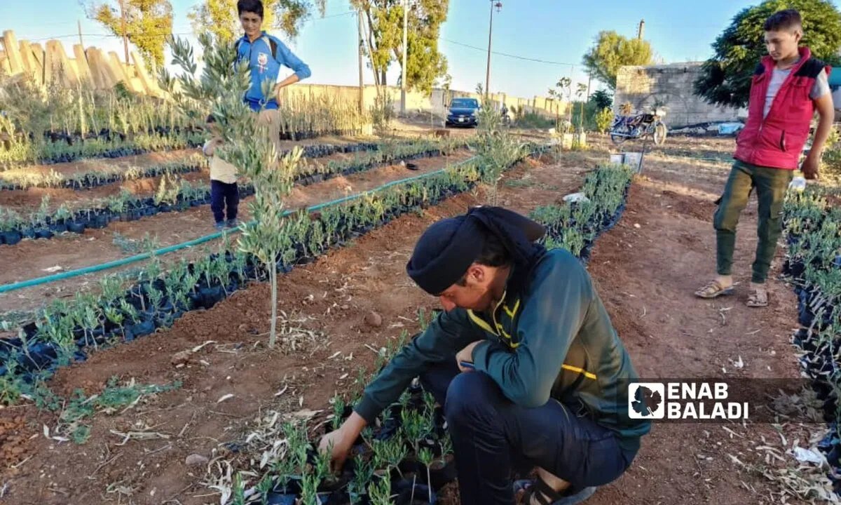 مزارعو درعا يواجهون خسائر فادحة في موسم شتلات الزيتون بسبب تقلبات الطقس وتراجع الصادرات