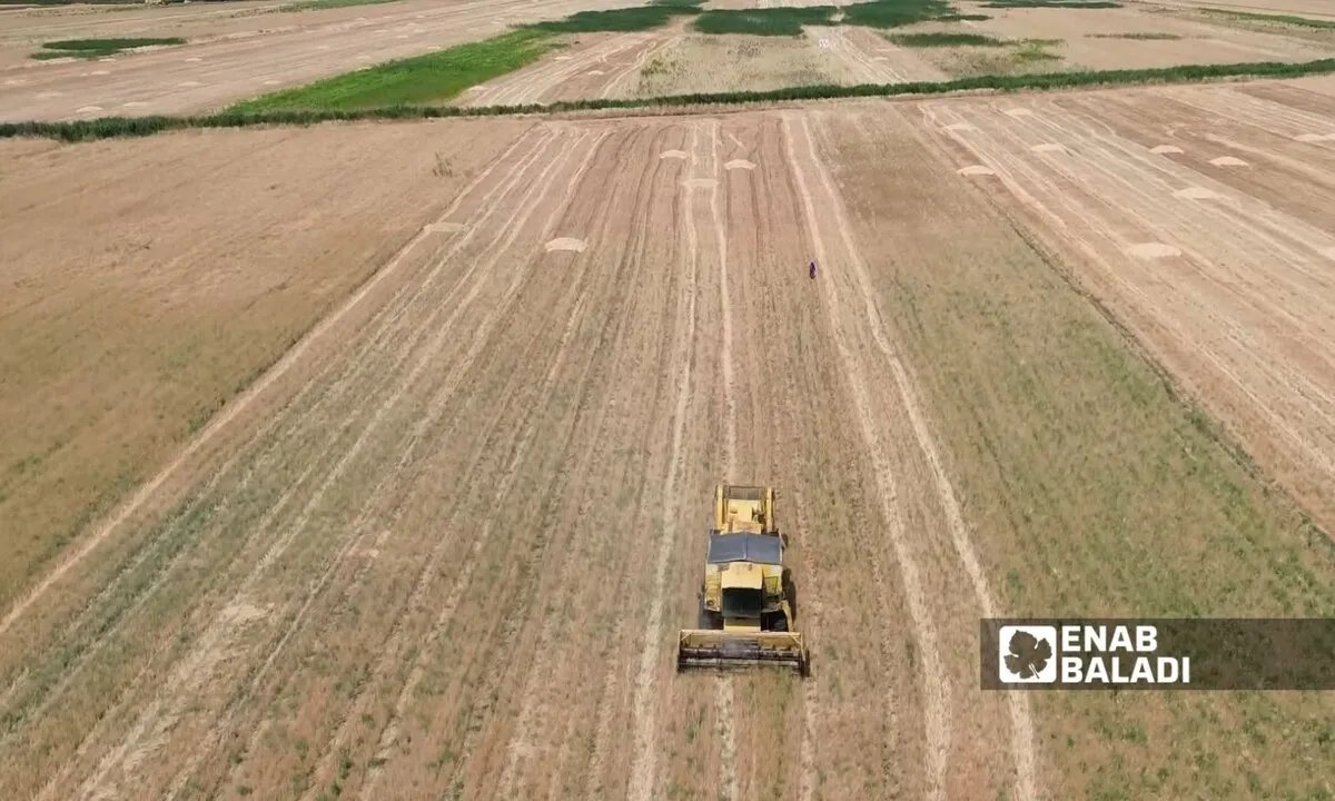سوريا تواجه أسوأ موجة جفاف منذ عقود: الزراعة البعلية في خطر والقمح الأكثر تضررًا