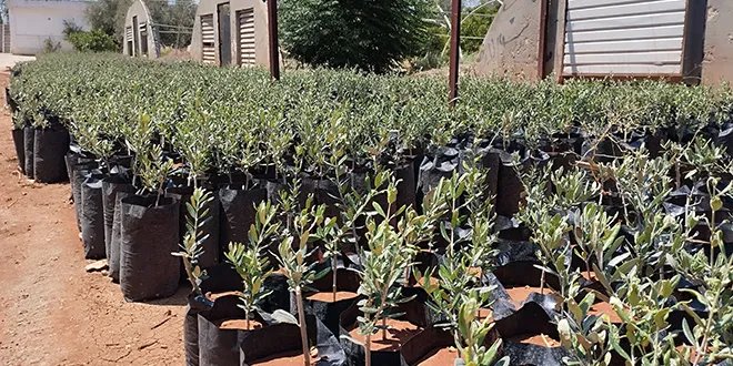 مشاتل حماة الزراعية: جهود مكثفة لإنتاج أشجار مثمرة وتوسيع الرقعة الخضراء