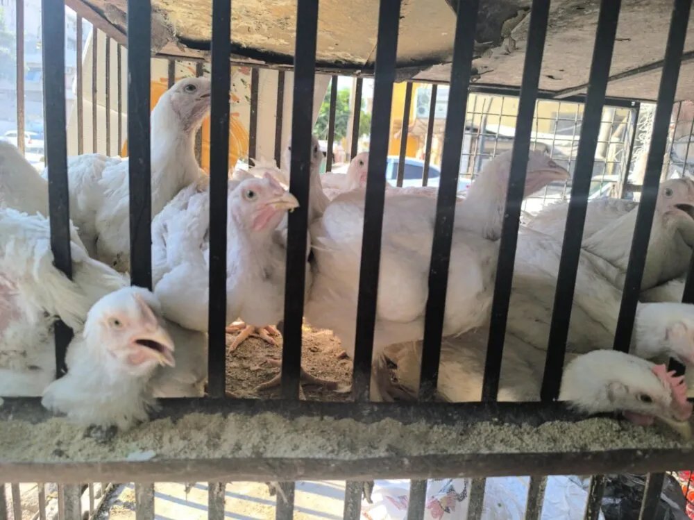 ريف دمشق: استقرار نسبي مع انخفاض طفيف في أسعار الفروج