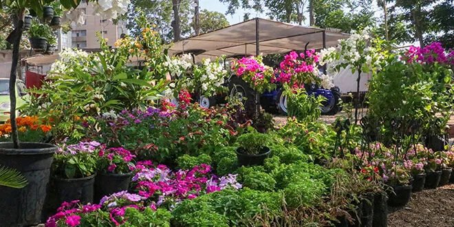 اللاذقية تحتفي بالربيع بمهرجان لدعم المنتج المحلي وحملة "اللاذقية نحن أهلها"