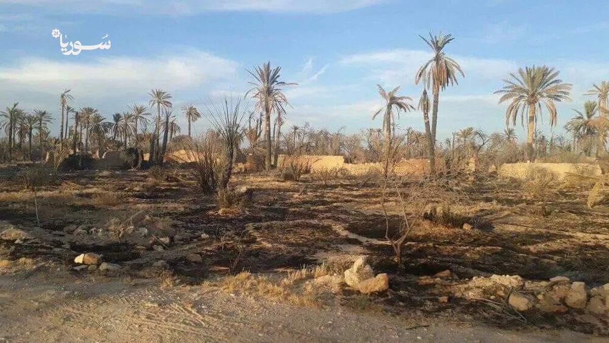واحة تدمر الزراعية: خطر الاندثار يهدد إرثاً تاريخياً ومطالبات بإنقاذ عاجل