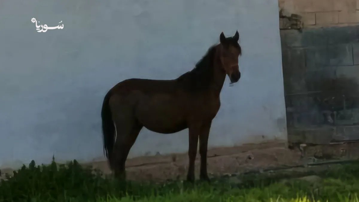 الرقة: الخيول العربية الأصيلة.. عشق يتوارث وهوية تتجدد