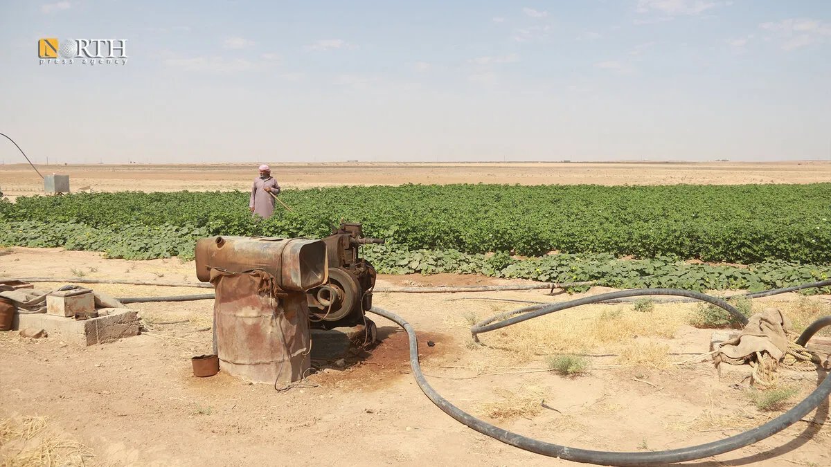 الجفاف يهدد زراعة القطن في الحسكة: تقلص المساحات وتراجع الإنتاج ينذر بأزمة