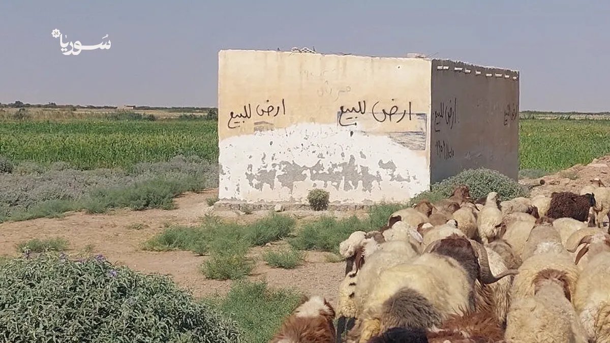 أزمة الرقة الزراعية: مزارعون يبيعون أراضيهم تحت وطأة الديون المتراكمة