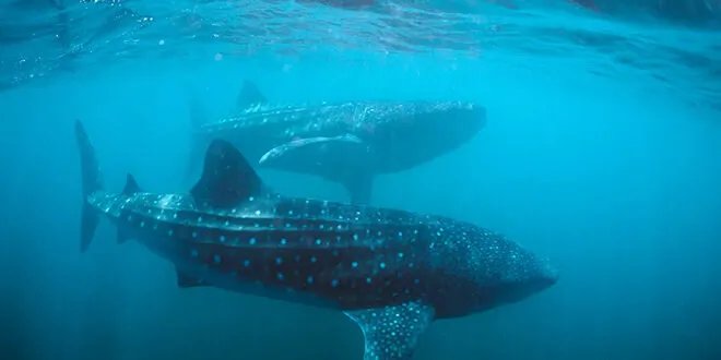 اكتشاف مذهل: تراكيب نانوية في جلد القرش الأزرق تمكنه من تغيير لونه