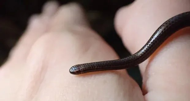 بعد غياب 20 عاماً: إعادة اكتشاف أفعى خيط بربادوس النادرة.. أصغر ثعبان في العالم!