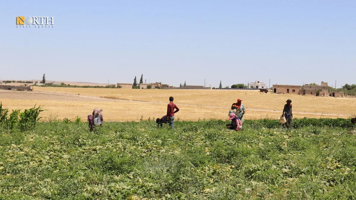 مزارعو كوباني يواجهون أزمة تسويق الخضروات بسبب إغلاق الطرق وارتفاع التكاليف