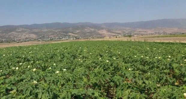 سهل الغاب: محصول البامياء ينقذ مئات الأسر الفقيرة من شبح الفقر