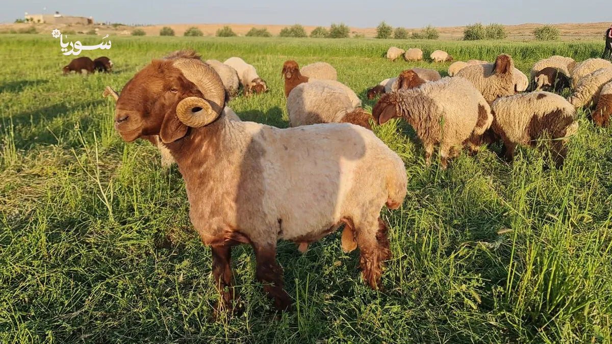 الغنم الحروك السورية: سلالة أصيلة تغزو الأسواق العالمية وتُعد استثمارًا ذهبيًا