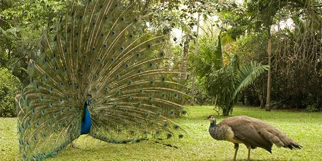 لغز اختفاء جماعي للطواويس من فندق "رايد" التاريخي في كاليفورنيا يثير الاستغراب