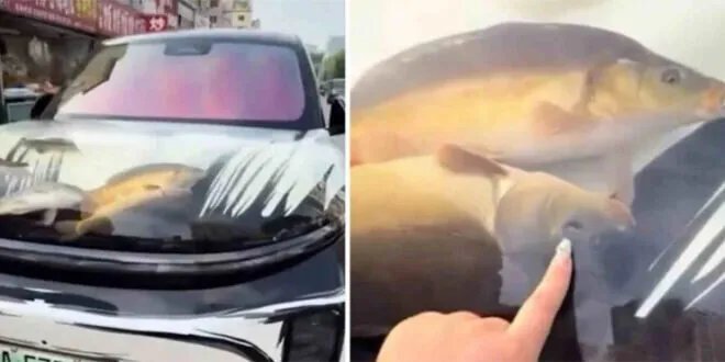 ابتكار مثير للجدل: صيني يحول سيارته إلى حوض أسماك متنقل ويثير انتقادات واسعة