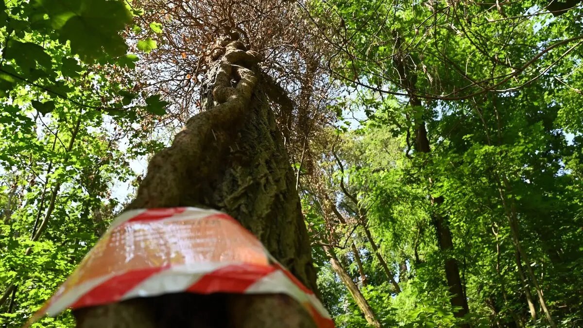 تخريب متعمد: تسميم أشجار في فولفسبورغ الألمانية بحمض مجهول والخسائر تتجاوز 18 ألف يورو