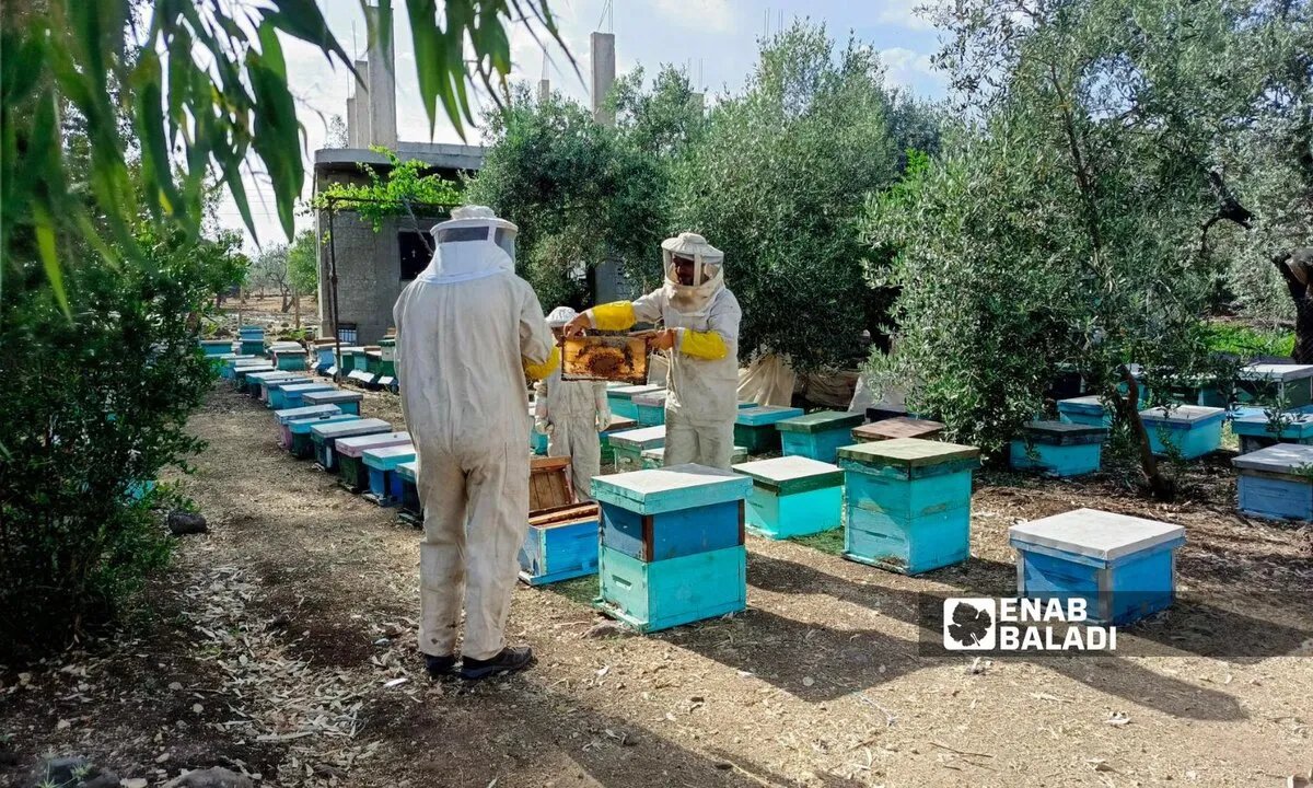 تدهور قطاع النحل في درعا: موسم عجاف وتغذية بالسكر تهدد جودة العسل
