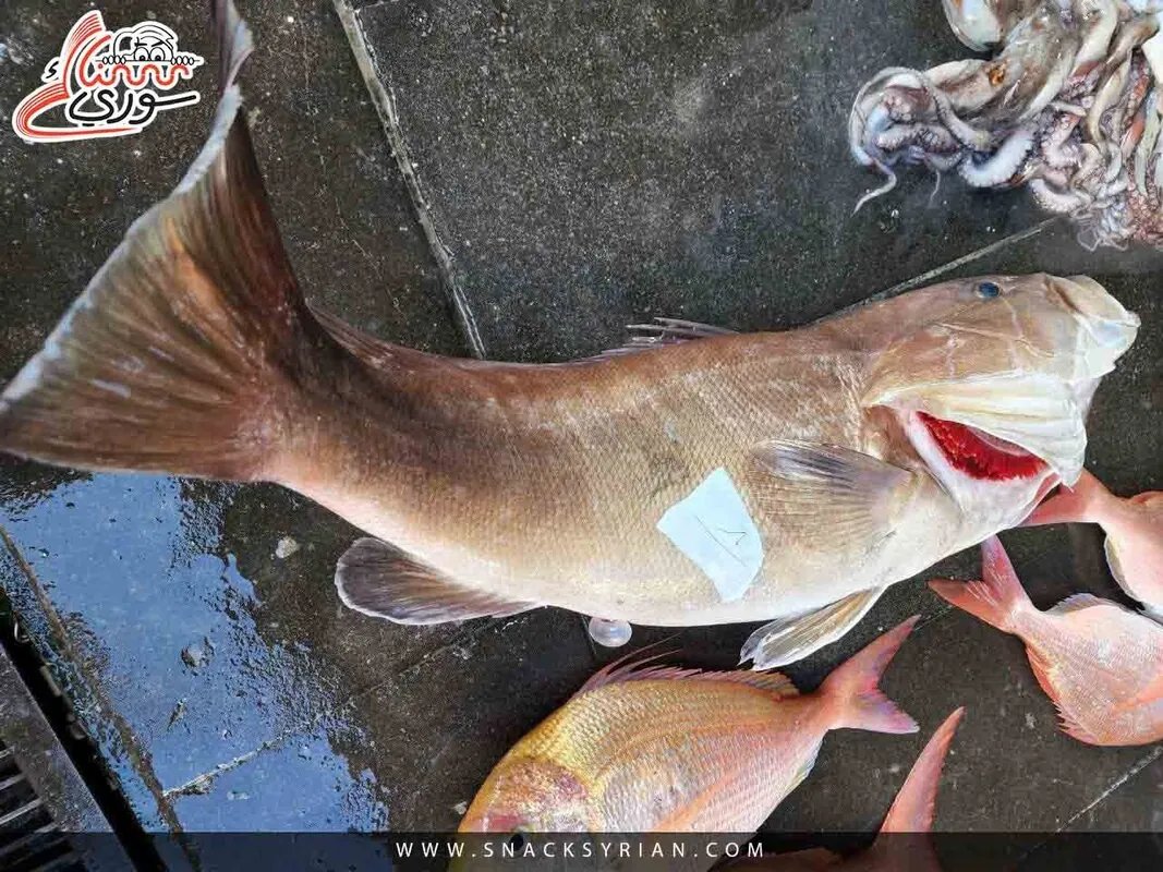 ناشط خليجي يعبر عن دهشته من أسعار السمك في اللاذقية: أغلى من الخليج!