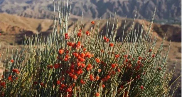 عشبة العلندة: فوائد صحية ومخاطر محتملة.. لماذا تحظرها بعض الدول؟