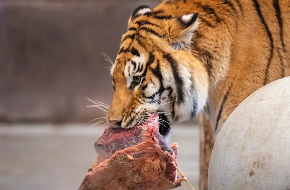 حديقة حيوانات دنماركية تثير الجدل بدعوتها للتبرع بالحيوانات الأليفة لإطعام الأسود والنمور