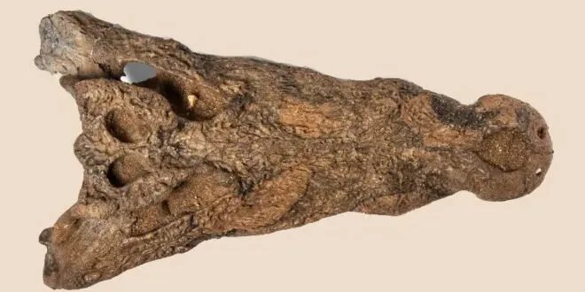 اكتشاف مذهل في السودان: أحفورة تمساح منقرض عمرها 90 ألف عام تكشف أسرار العصر البليستوسيني