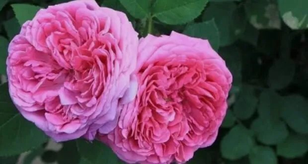 الورد الجوري البلدي: رمز الحب والجمال، كنز دفين من الفوائد الصحية