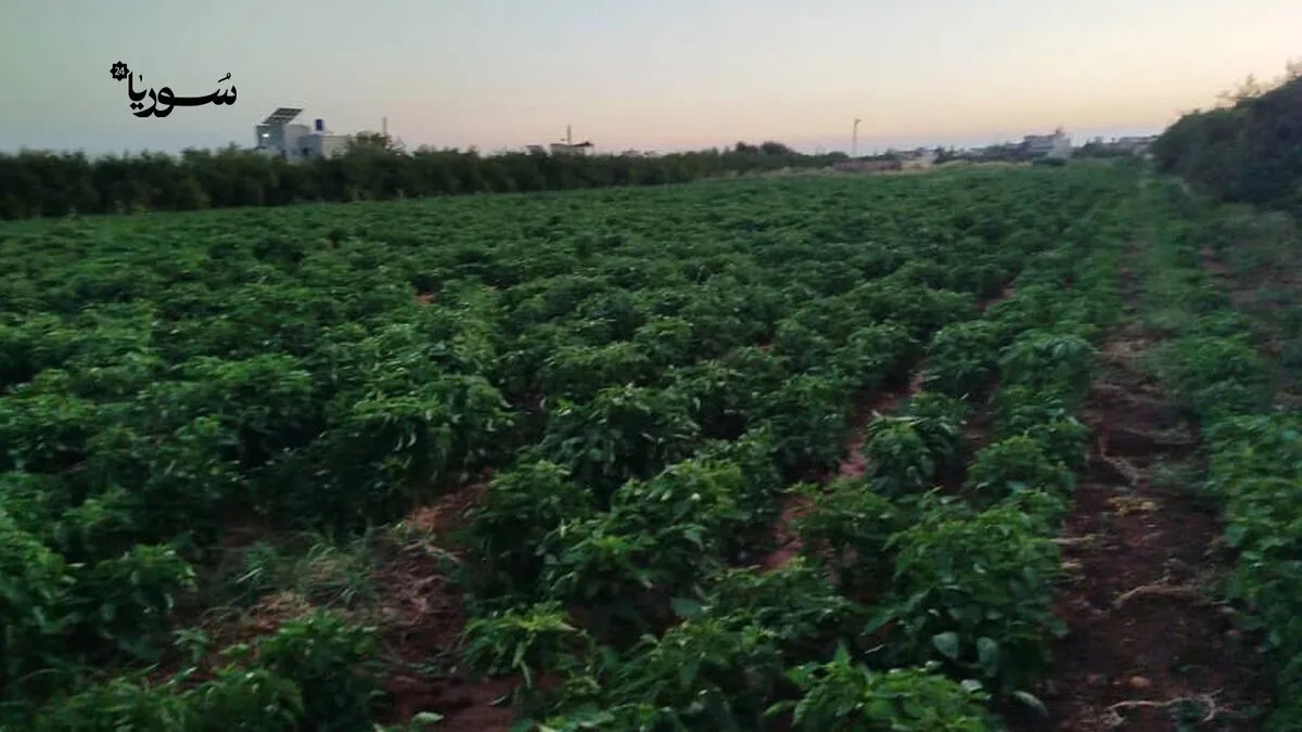 خسائر متراكمة تهدد مزارعي حمص: تراجع الإنتاج وشح المياه يفاقمان الأزمة