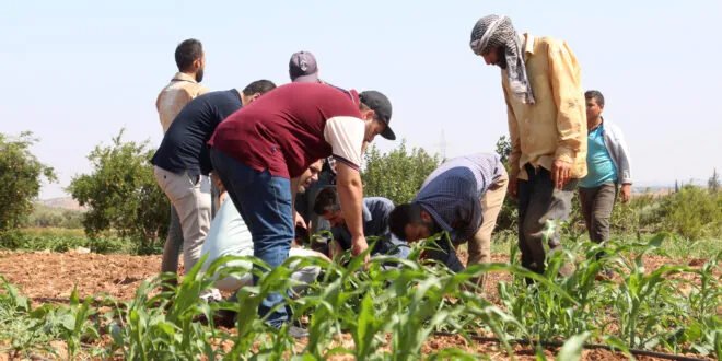 جولة ميدانية في مصياف لتقييم حالة محاصيل الخضار الصيفية ومكافحة الآفات