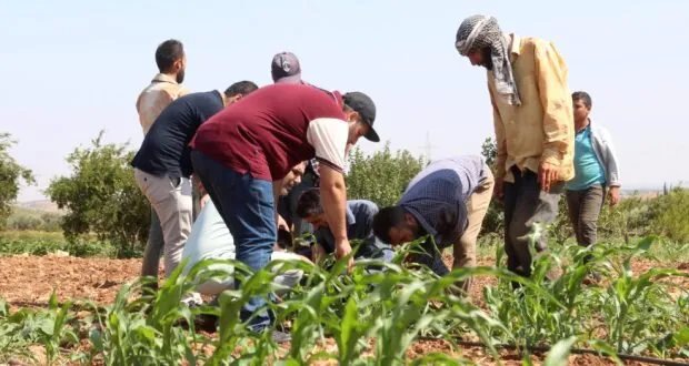 جولة ميدانية في مصياف لتقييم حالة الخضروات الصيفية ومكافحة الآفات