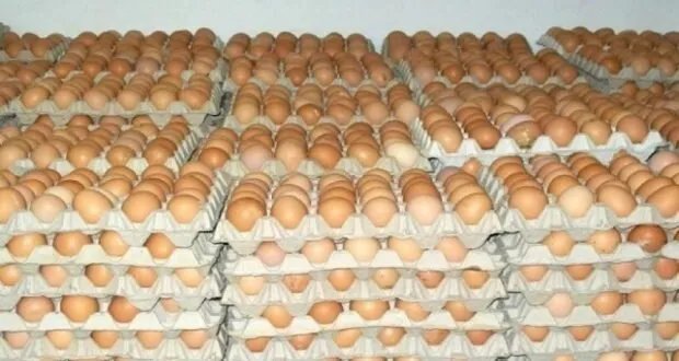 ارتفاع أسعار البيض في الأسواق السورية: خبير يكشف أسباب تراجع الإنتاج المحلي