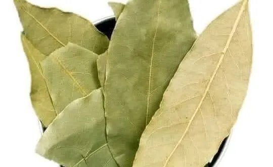 اكتشف الفوائد الخفية لورق الغار: ليس فقط للنكهة!