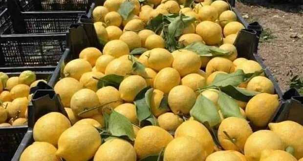 إنقاذ الحمضيات في طرطوس: مقترحات لتطوير الزراعة من إنشاء أسواق مركزية إلى دعم سلاسل التبريد