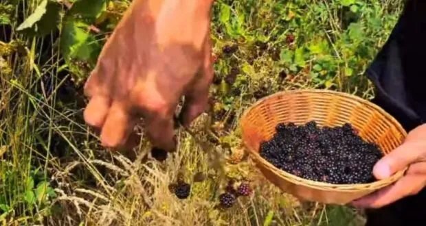 اكتشف الكنز الأحمر: فوائد واستخدامات التوت البري "العليق" من الطبيعة إلى مائدتك