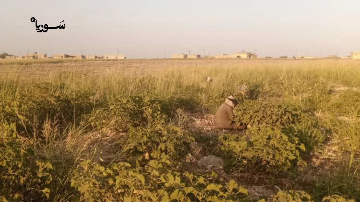 مزارعو ريف القامشلي يواجهون خسائر فادحة في موسم البصل بسبب الجفاف وتقلبات الأسعار