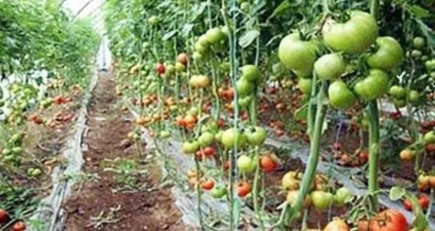 الزراعة المحمية في ريف جبلة: استراتيجية لمواجهة التحديات وضمان الأمن الغذائي رغم ارتفاع التكاليف