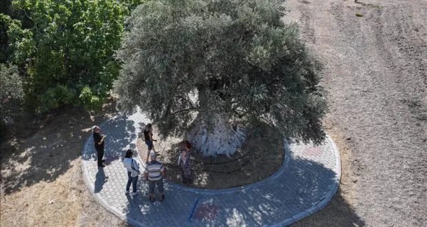 في تركيا: شجرة زيتون معمرة تعود إلى 1316 عامًا ولا تزال تثمر