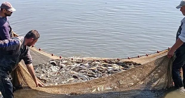 الثروة السمكية في سوريا: فرص واعدة للاقتصاد المحلي رغم التحديات