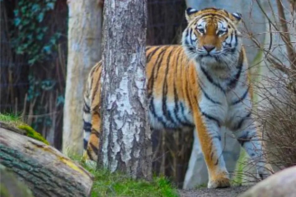 فاجعة في حديقة حيوان لايبزيغ: إعدام أشبال النمر بعد تخلي الأم عنهم