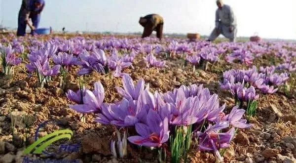 نجاح زراعة الزعفران في طرطوس: مطالب بتسويق الإنتاج ودعم المزارعين